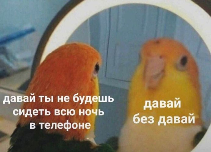 Мем с попугаем и зеркалом
