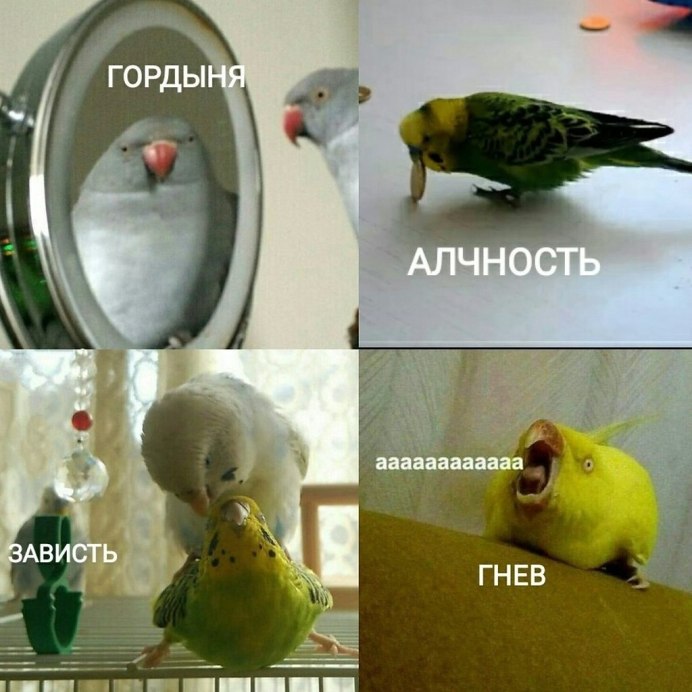 Попугай и зеркало мемы