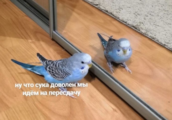 Попугай с зеркалом по пивку