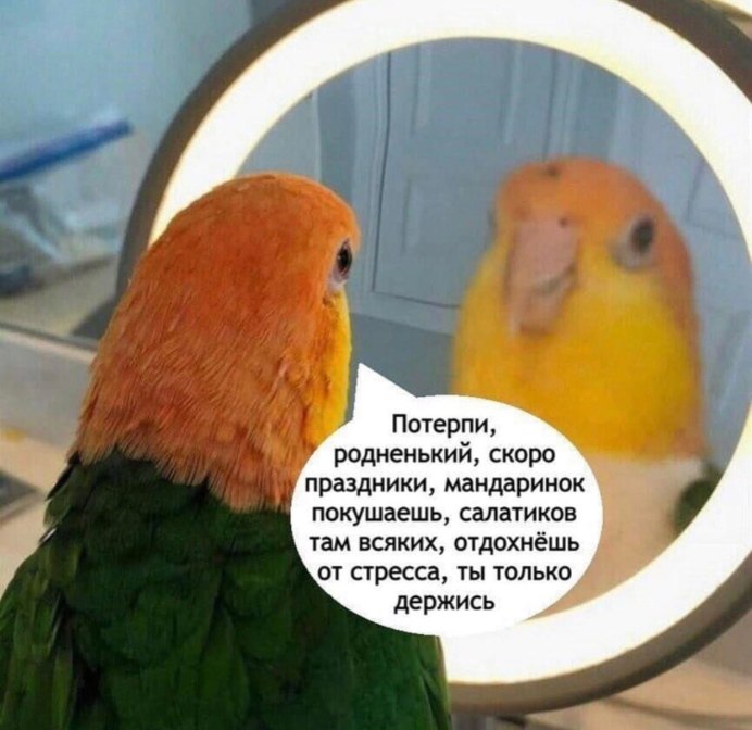 Попугай в микроволновке