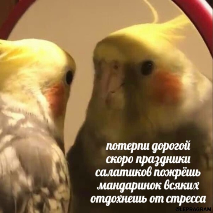 Попугай дебил