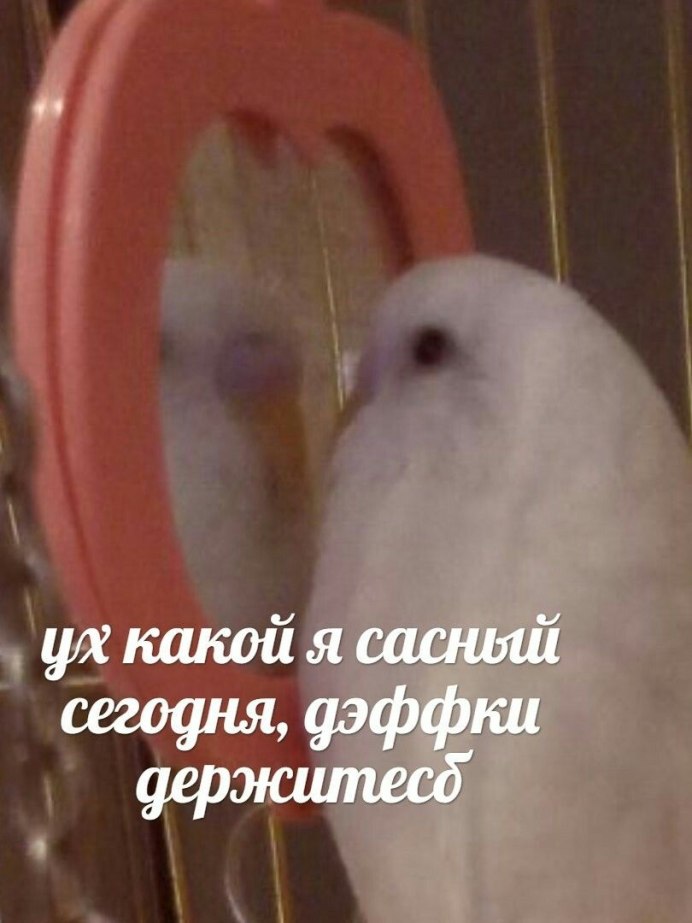 Попугай в зеркале Мем