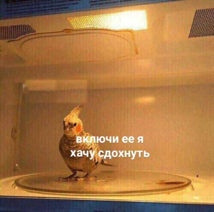 Попугайчик и зеркало Мем