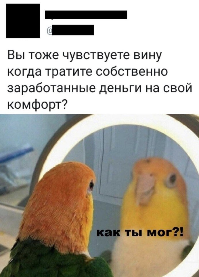 Попугай корелла мемы