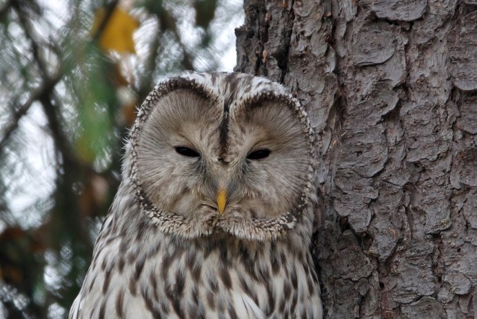 Канада и Филин