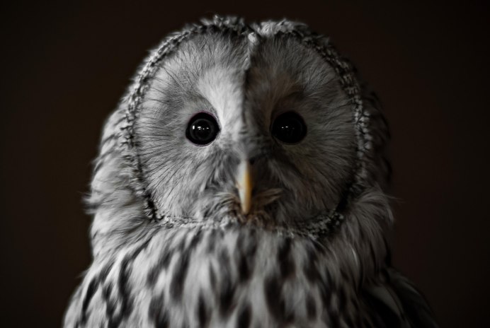 Сипуха Букля