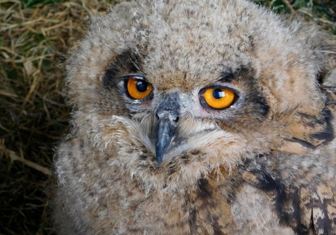 Североамериканский мохноногий Сыч