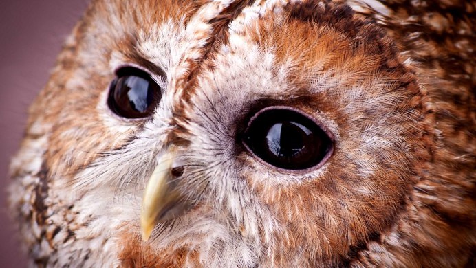 Рыженогая неясыть