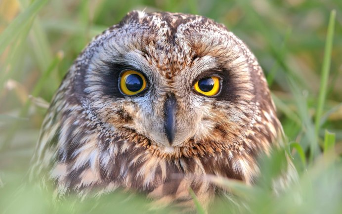 Полярная ушастая Сова