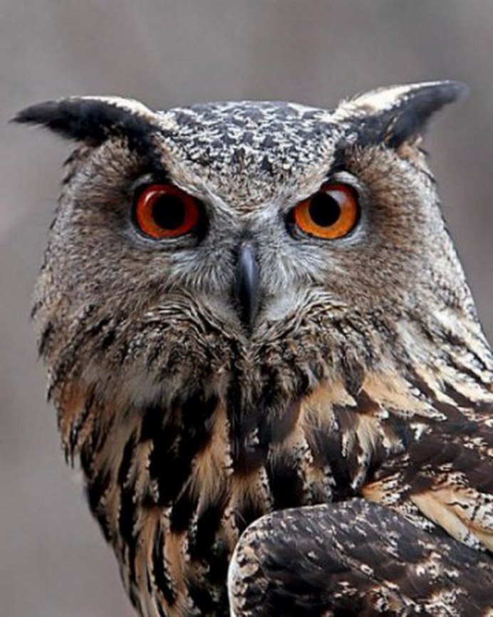 Западноафриканский Филин