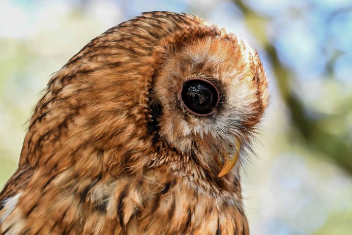 Совенок коричневый