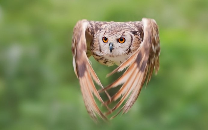 Птица Филин неясыть