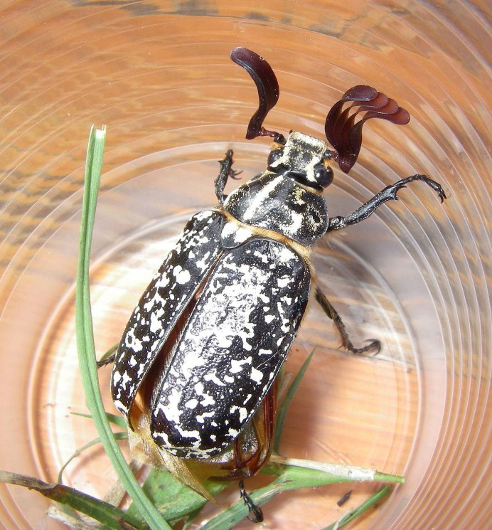 Мраморный хрущ polyphylla fullo