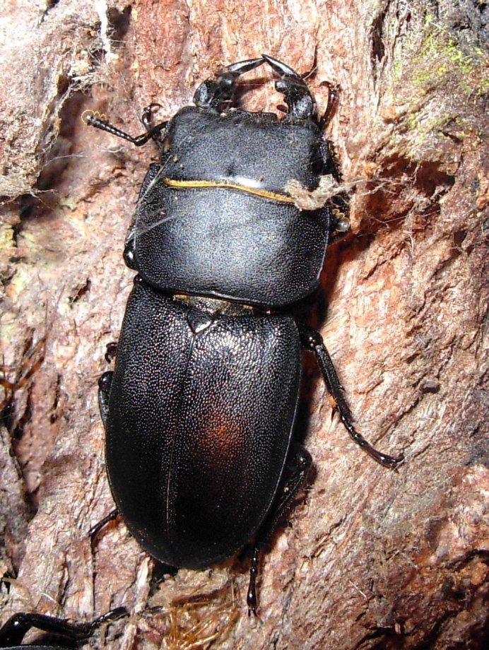 Жук Dorcus parallelipipedus