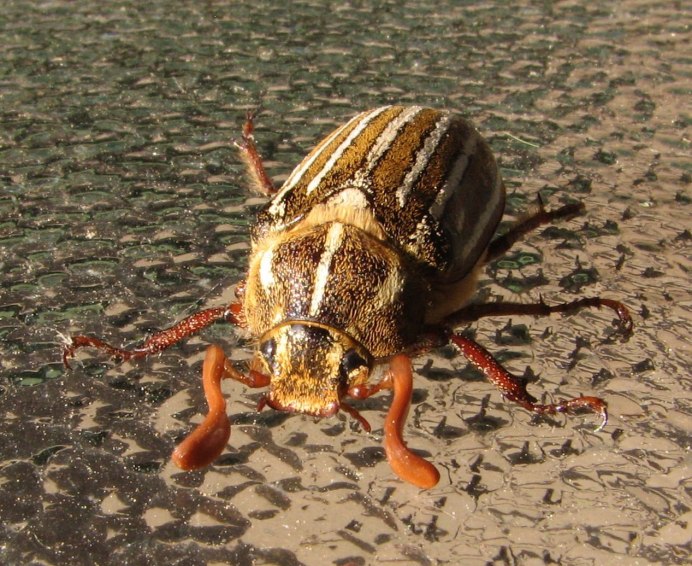 Жук Dorcadion elegans