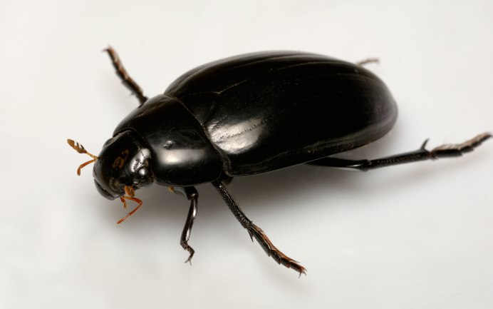Dynastes Neptunus