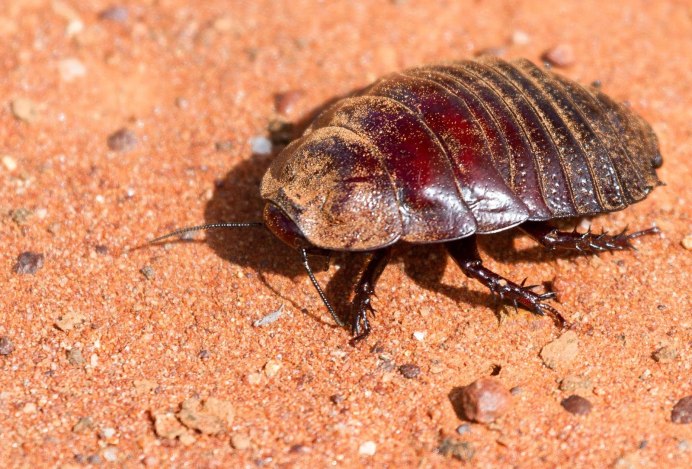 Amphimallon solstitiale
