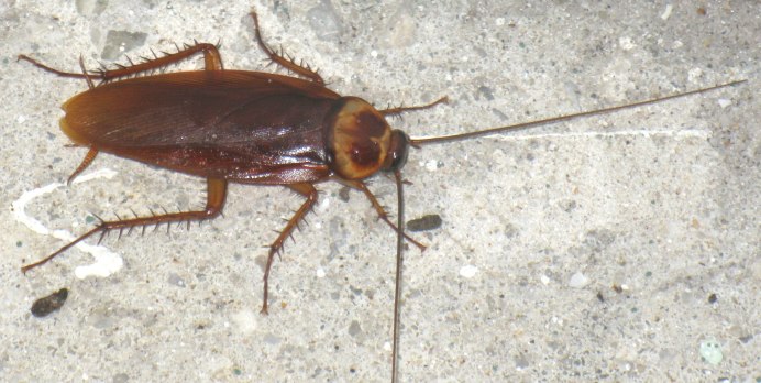 Donacia bicolora