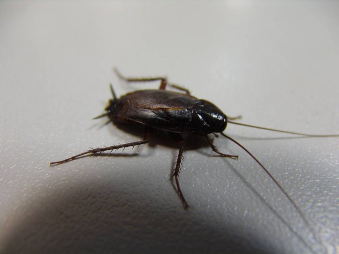 Blatta orientalis таракан