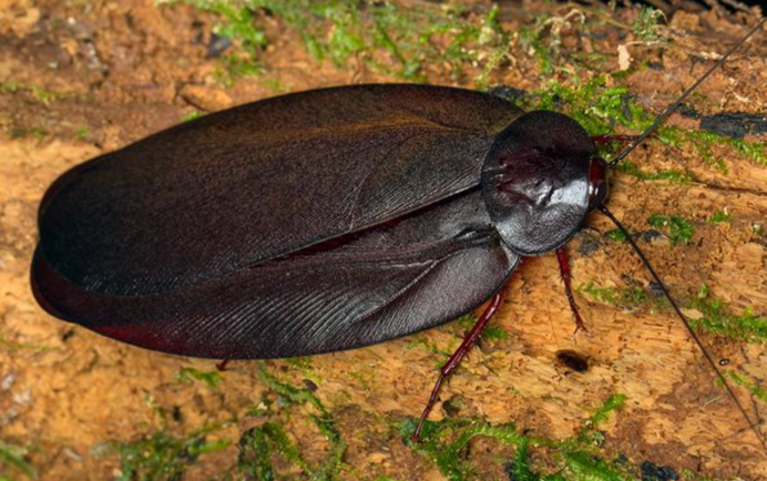 Cryptocercus relictus