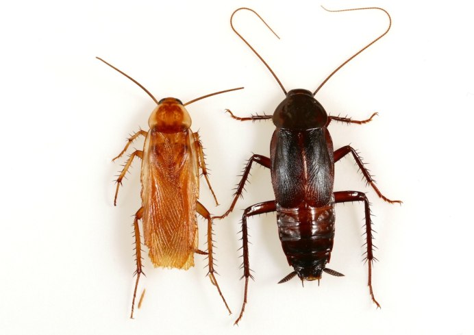 Pycnoscelus nigra