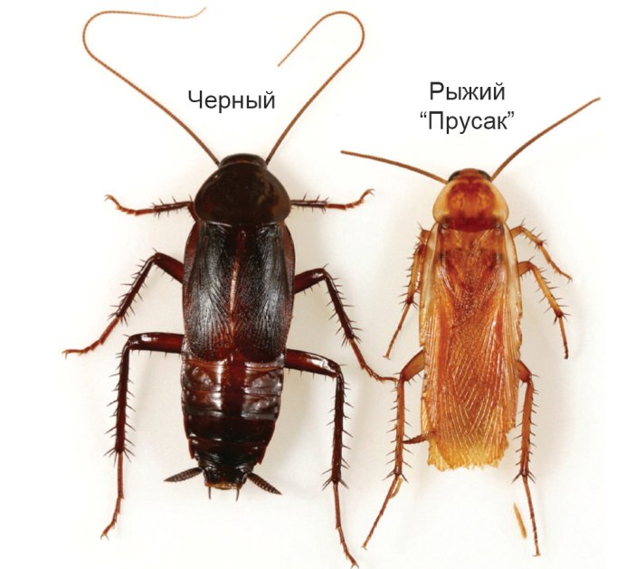 Черный Восточный таракан (Blatta orientalis)
