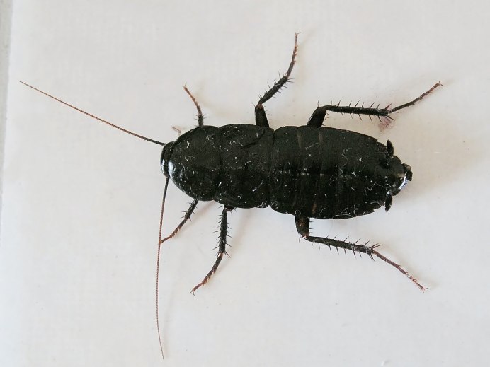 Таракан черный (Blatta orientalis)