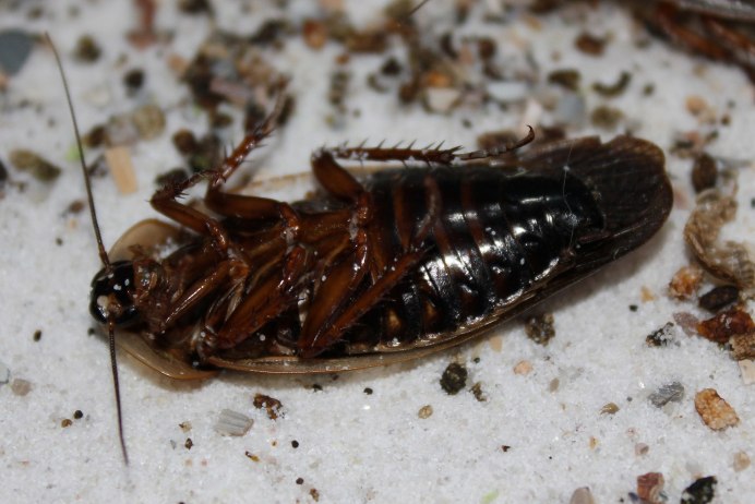 Blatta orientalis таракан