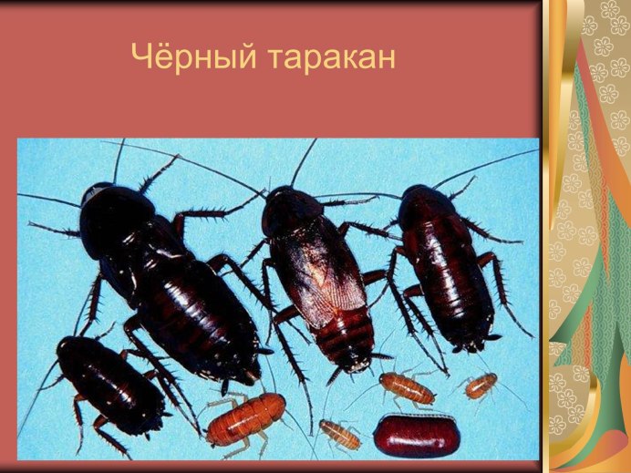 Megaloblatta longipennis