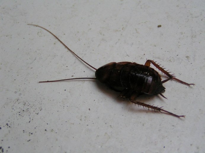 Таракан черный (Blatta orientalis)