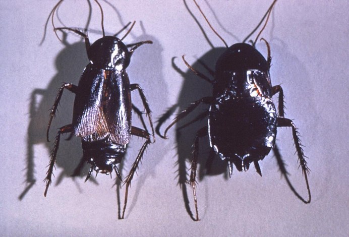 Blatta orientalis самец