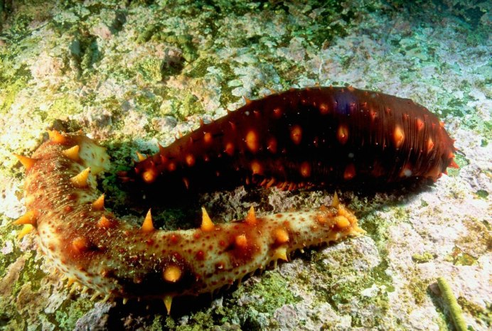 Голотурия морской огурец