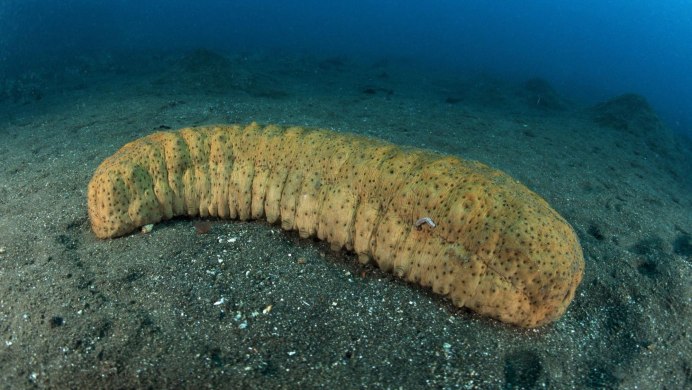 Голотурия морской огурец