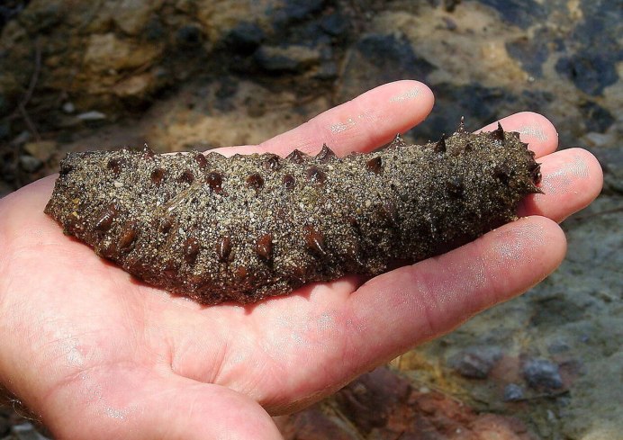 Морской огурец СЛИЗНЯК