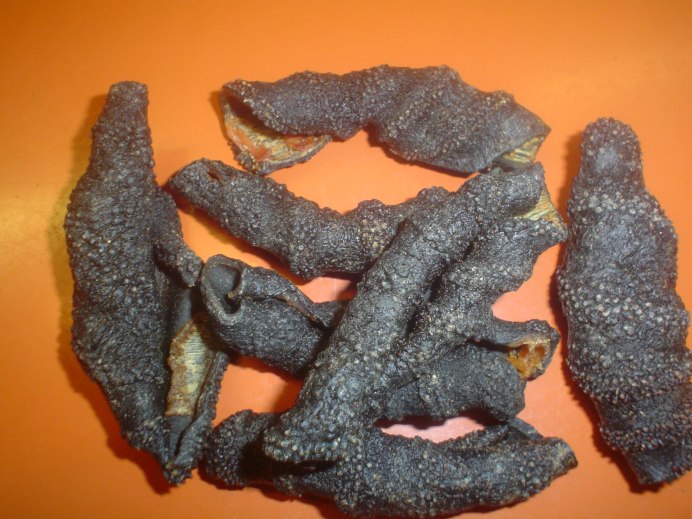 Кукумария Охотская