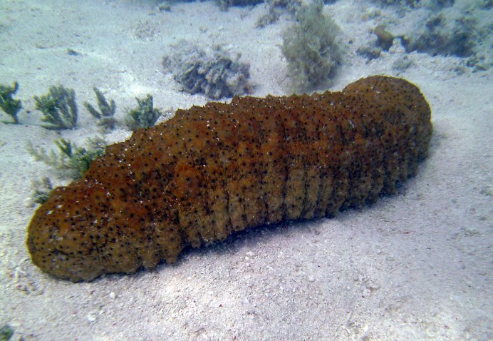 Морской огурец в Баренцевом море