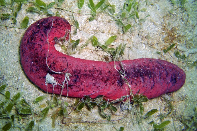 Голотурия черно-красная, m/Holothuria edulis (Red Black back cucumber)