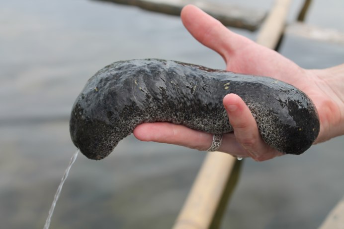 Морской огурец слизь