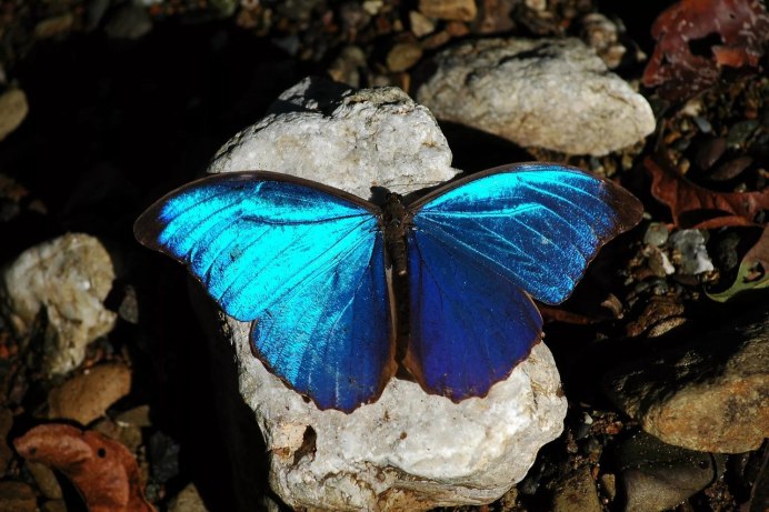 Morpho Menelaus бабочка