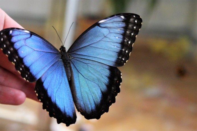 Morpho peleides бабочка