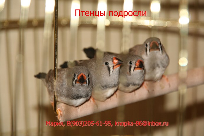 Птенцы амадины Гульда