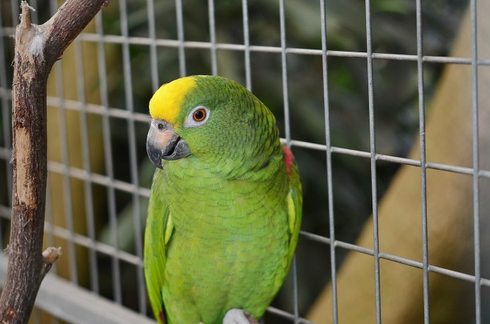 Blue and Gold Macaw