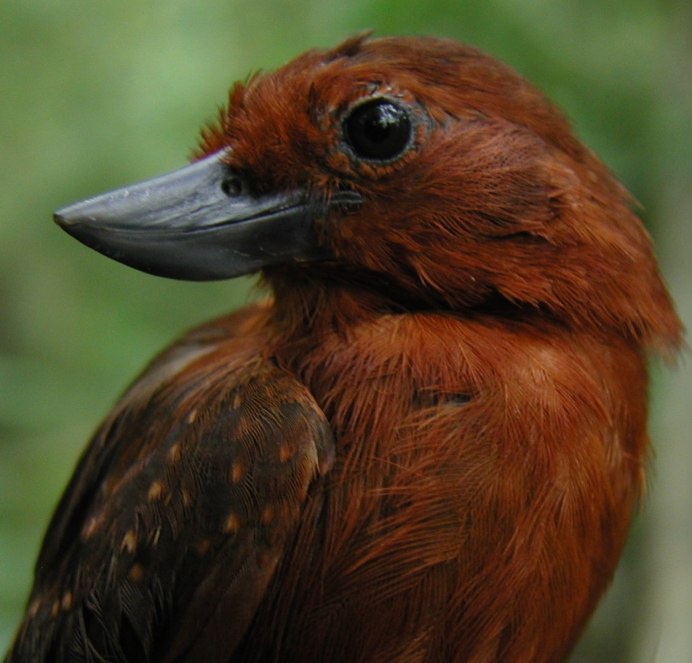 Coloeus monedula Галка
