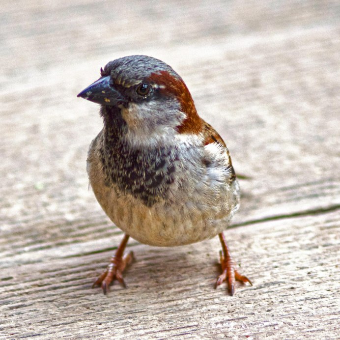 Птица Cyclorrhynchus Psittacula