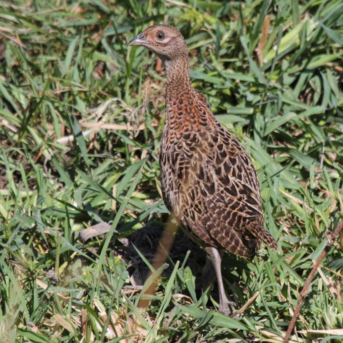 Фазан Phasianus colchicus (Linnaeus, 1758)