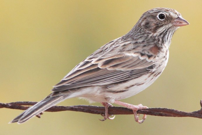 Yellow-Rumped Warbler птица Yellow Rumped