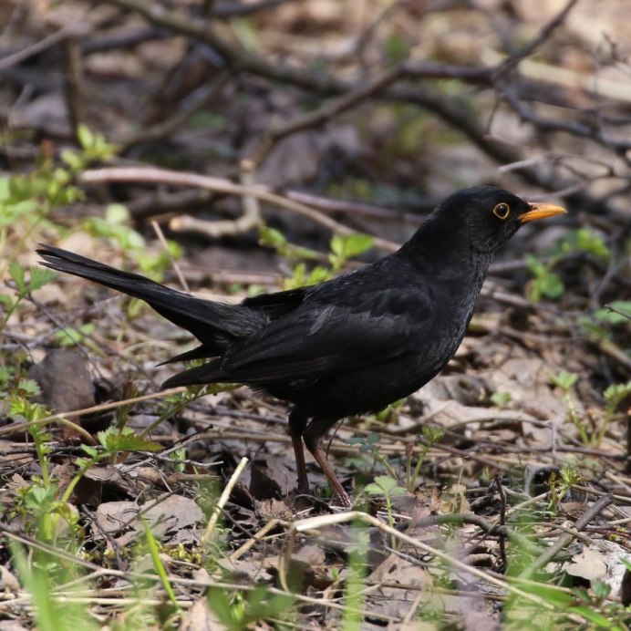 Дрозд чёрный (turdus Merula)