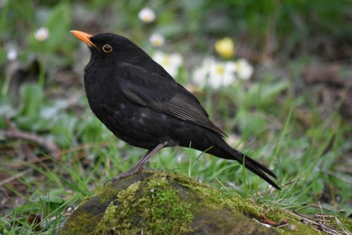 Желтоклювый Дрозд