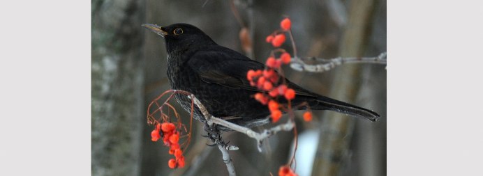 Черный Воробей