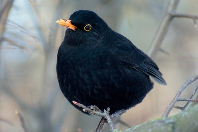 Белогрудый Дрозд